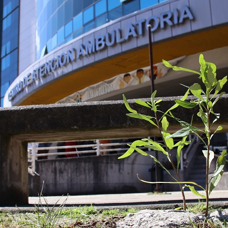 Imagen Plantaron árboles nativos para recordar a quienes donaron vida